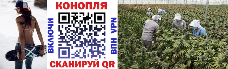 наркотики Разумное Каннабис Ganja